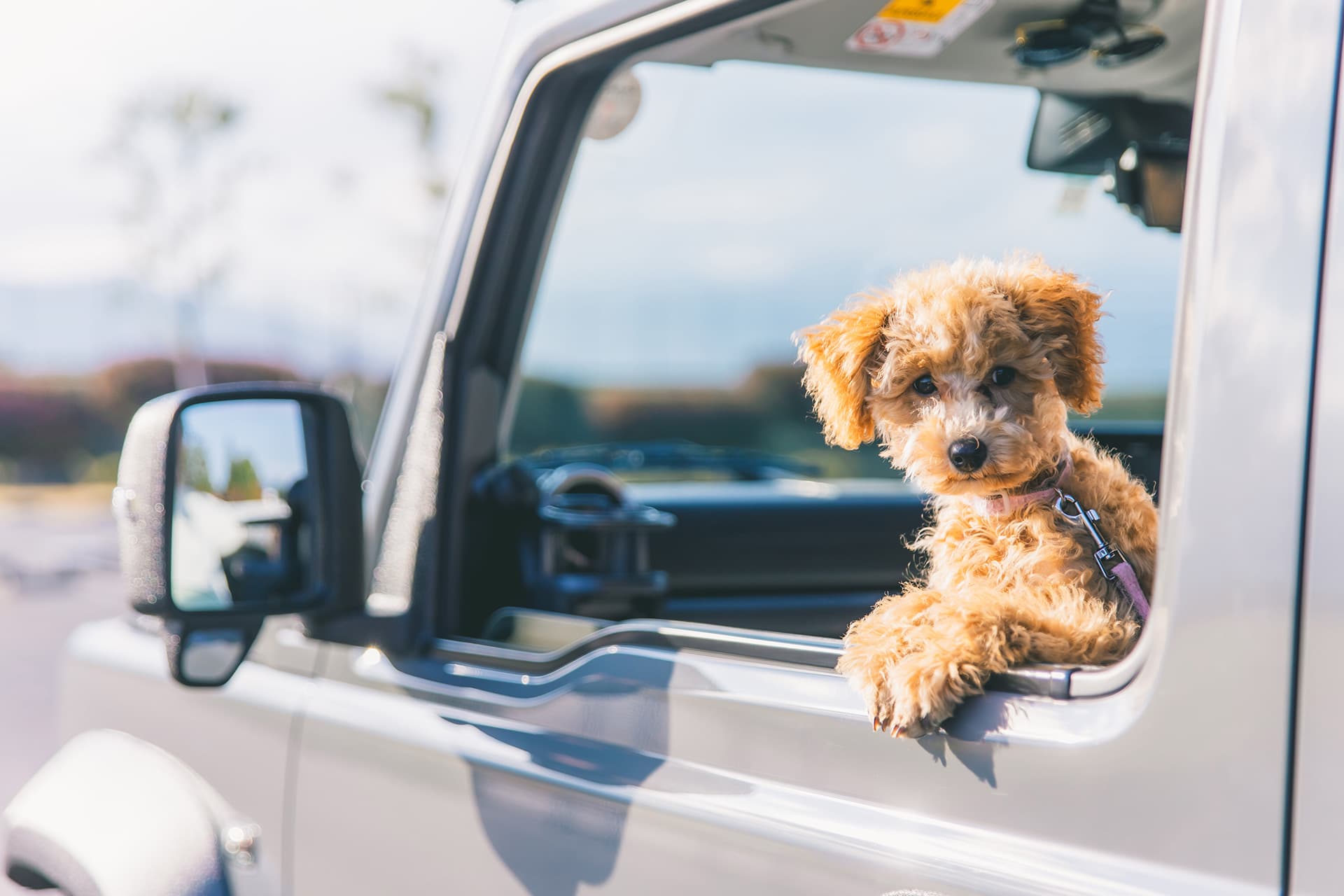 車の中から顔を出している犬